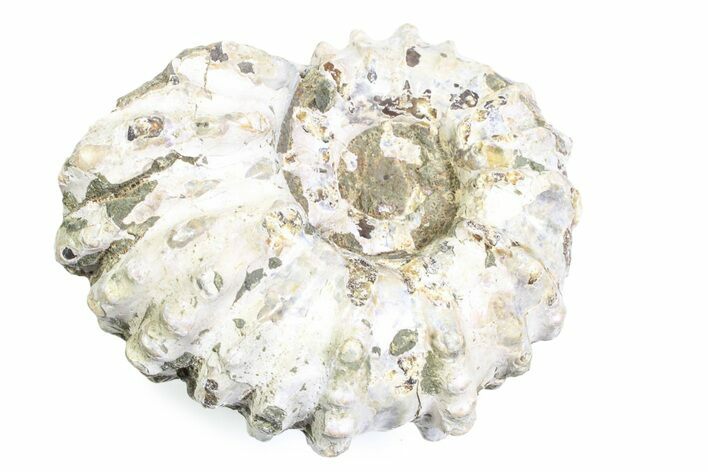 Bumpy Ammonite (Douvilleiceras) Fossil - Madagascar #361217